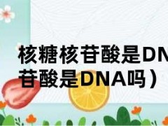 核糖核苷酸是DNA吗（脱氧核糖核苷酸是DNA吗）